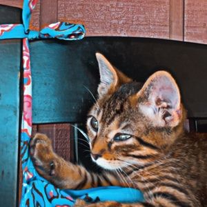 Meet your Posher, Emmy